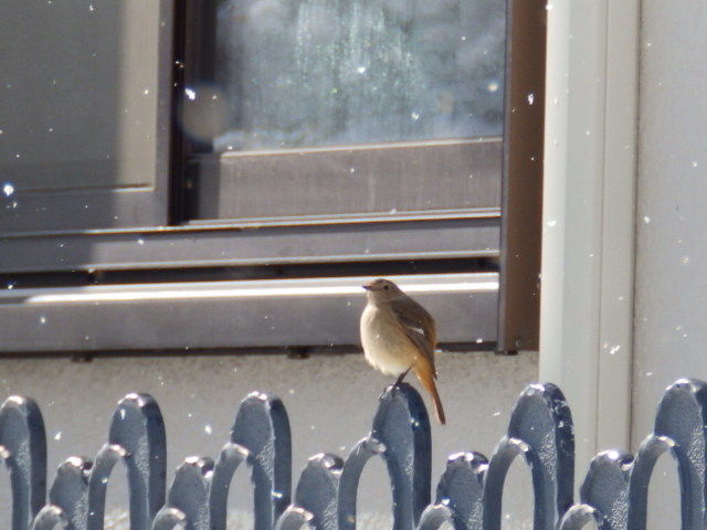 雪の日の鳥たち おりこう雀と自然の天使