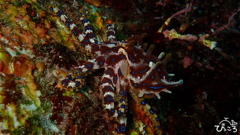 1015_ヒョウモンダコ