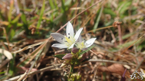 センブリ_PB052827