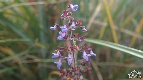 ヤマハッカ_PB052832