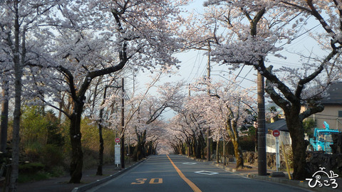 0327_桜のトンネル1