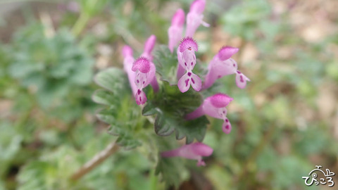 ホトケノザ_P3171859