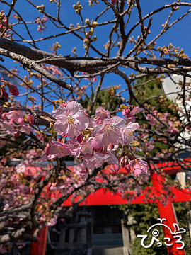 桜_260204_051002313