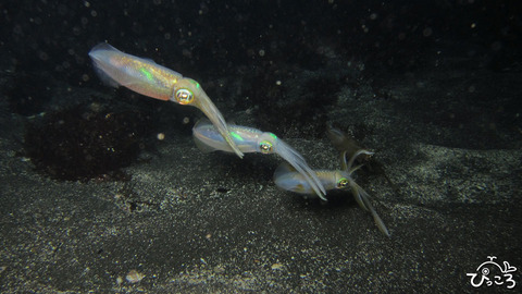 アオリイカ三兄弟