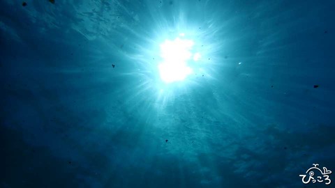 おひさま_PA120266