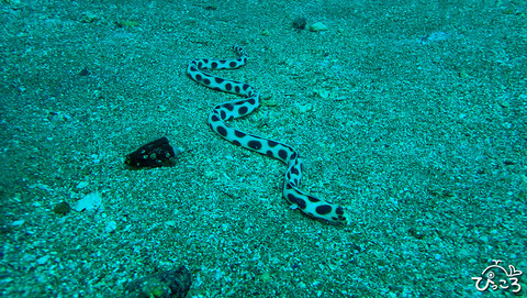 モヨウモンガラドウシPA06082