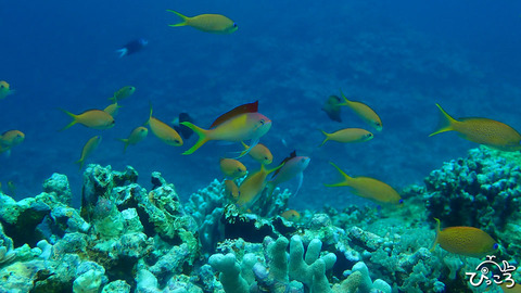 アカネハナゴイ_P4240075