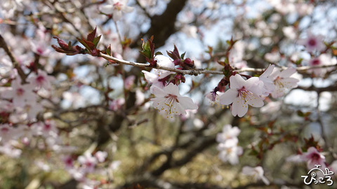 マメザクラ_RX_07213