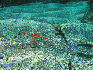 11/2カミソリペア