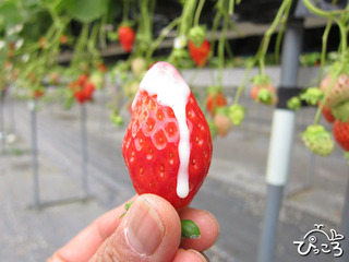 イチゴ