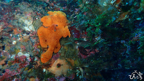 200222_イロカエル