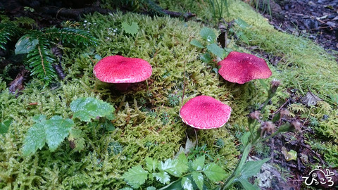 真っ赤なキノコ