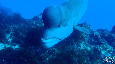 コブダイ_P1300356