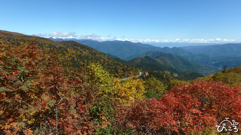 ナナカマドの紅葉