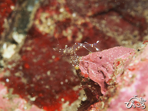 1004_クリアクリーナーシュリ