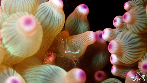 カザリイソギンチャクエビ_P3