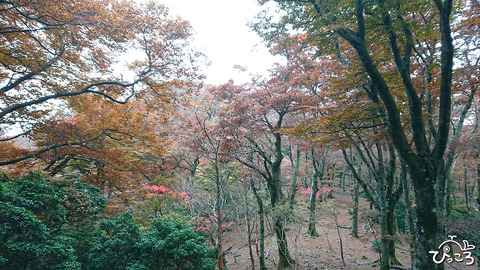 小岳_DSC_9447
