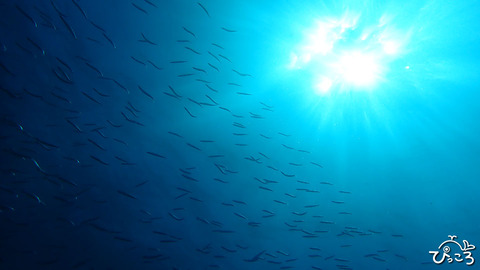 キビナゴ_P4010542