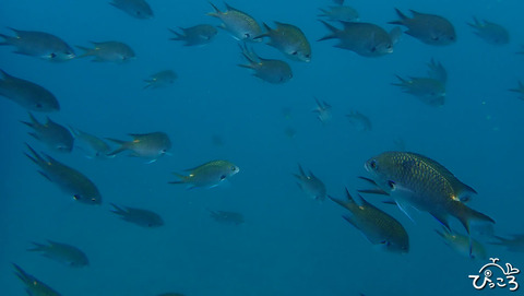 スズメダイ_P9280794