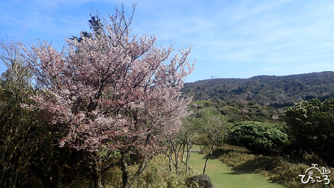230404_金冠山への道_P404110