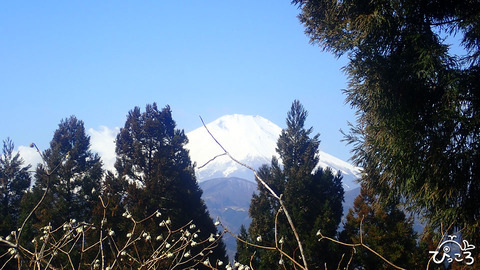 ミツバ岳_富士山_P3070121