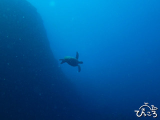 2012-11-25カメとアジ根