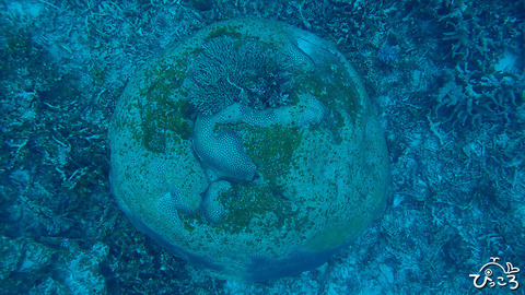 アンパンマン_P4250303