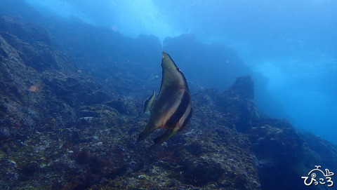 ツバメウオ_P3230109