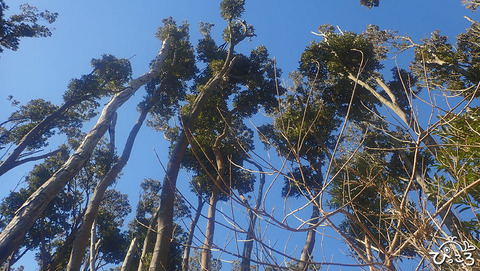 マテバシイ_P1260012