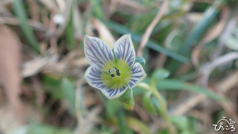 ソナレセンブリ_PB042672