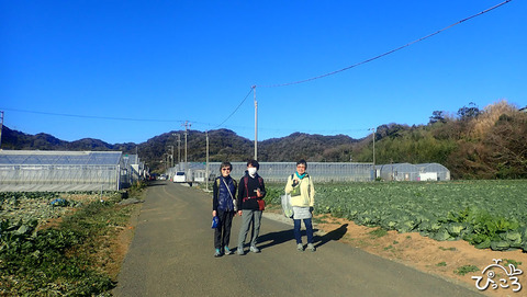 キャベツ畑_P1260121