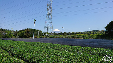 富士山と茶畑_210421