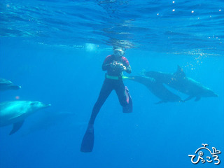 イルカに囲まれ・・・