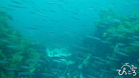 イワシの群れ