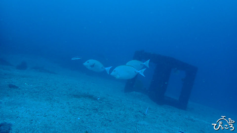 ニザダイ＿P3260826