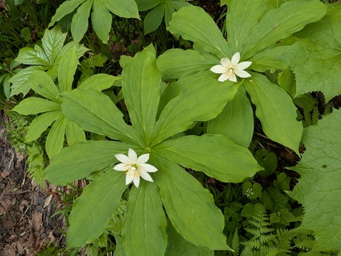 PXL_20260706_233746947~2