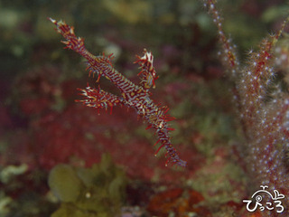 11/2ニシキフウライウオ Photo by 新潟のWさん