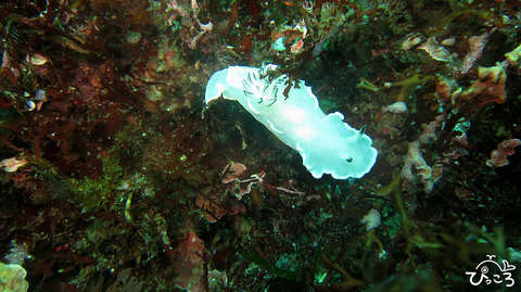 ジボガウミウシ