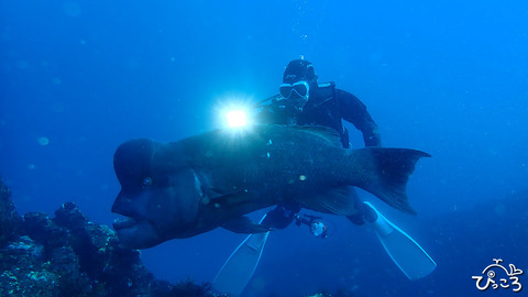 コブダイとゲストさん_