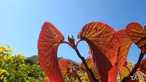 オオカメノキの冬芽_P9300158