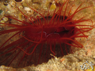 2012/11/9ウコンハネガイ@渡嘉敷