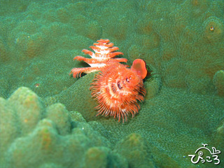 クリスマスツリー