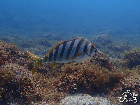 タカノハダイ_成魚_P8050200