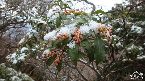 雪のつもったアセビ_P3230209