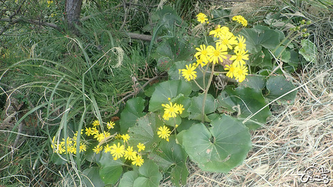 ツワブキ_PB052795