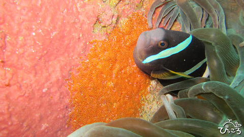 クマノミとタマゴ