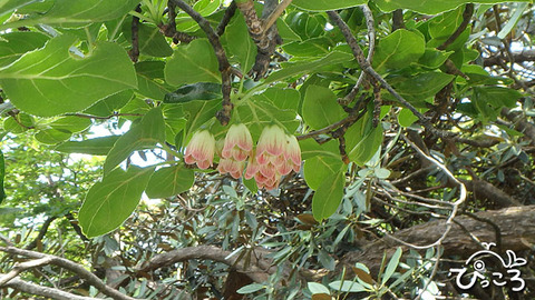 サラサドウダン