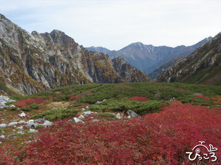 草紅葉