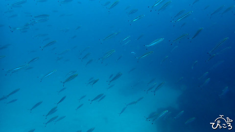 タカサゴ_P4010562