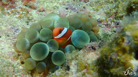 ハマクマノミ_幼魚P4260463